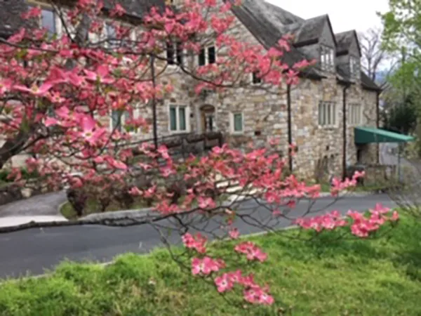 Dogwoods in the Spring in Gatlinburg